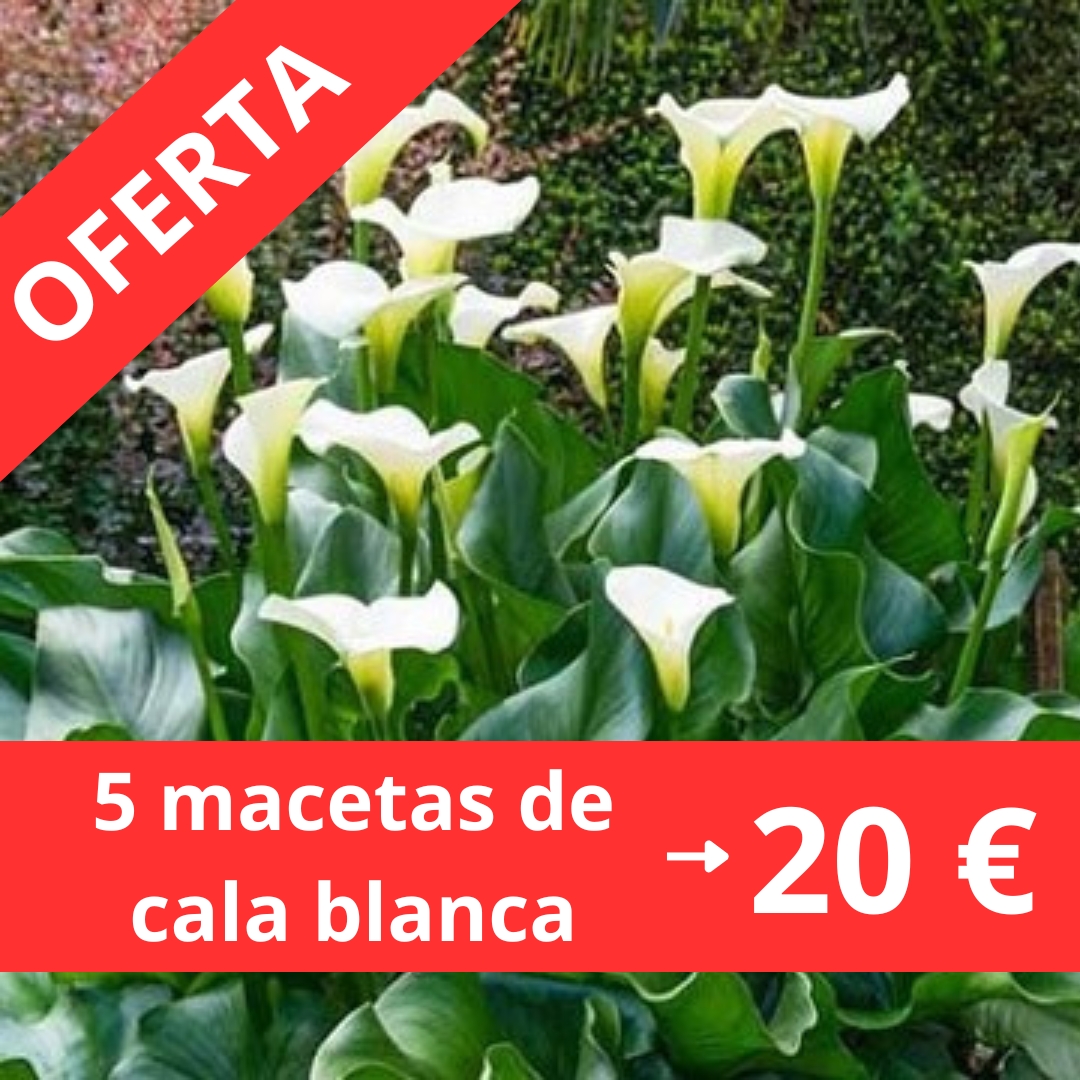 Oferta de plantas online